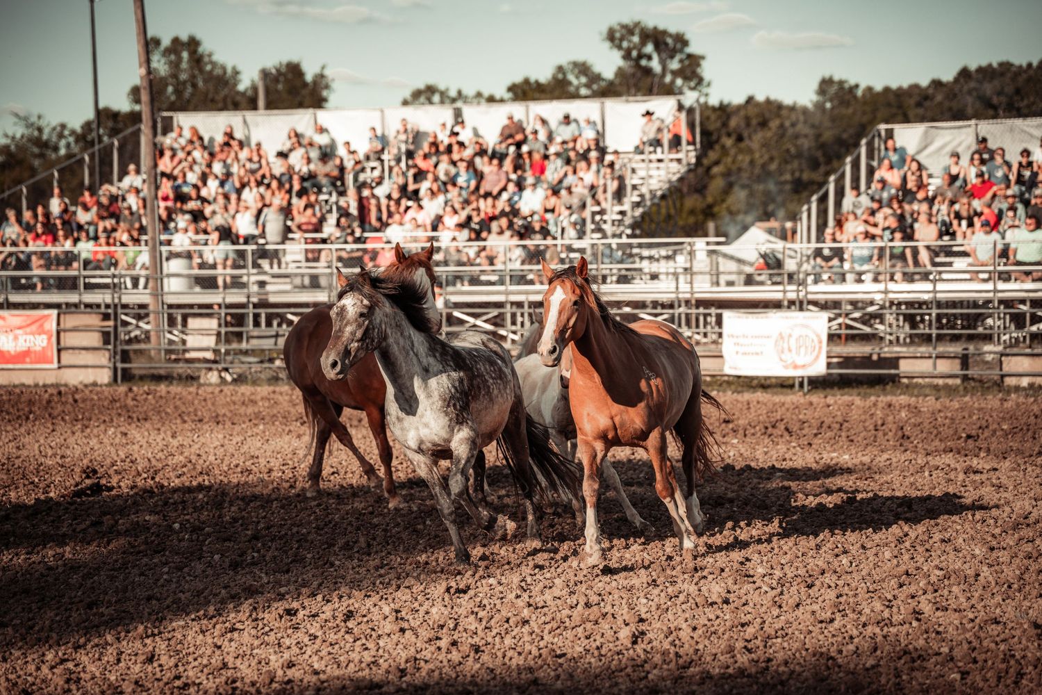 Cowboys ride horses in a dusty rodeo arena with a packed grandstand of spectators watching under sunny skies.