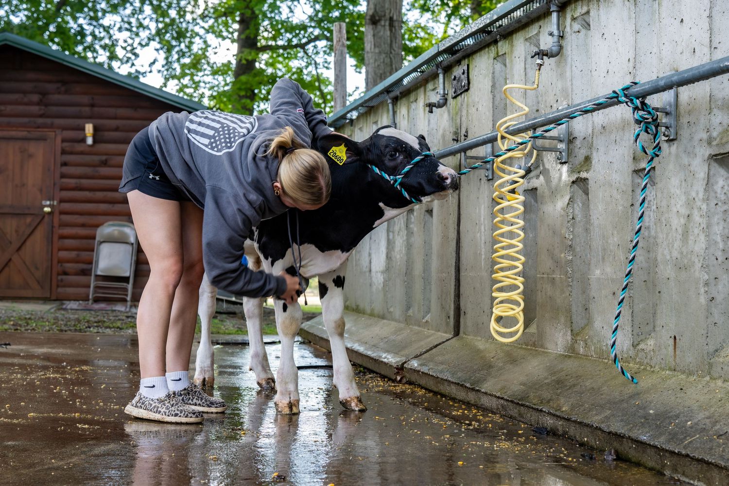 Young woman in hoodie bending down to pet a black and white calf tied with rope outdoors on wet pavement.