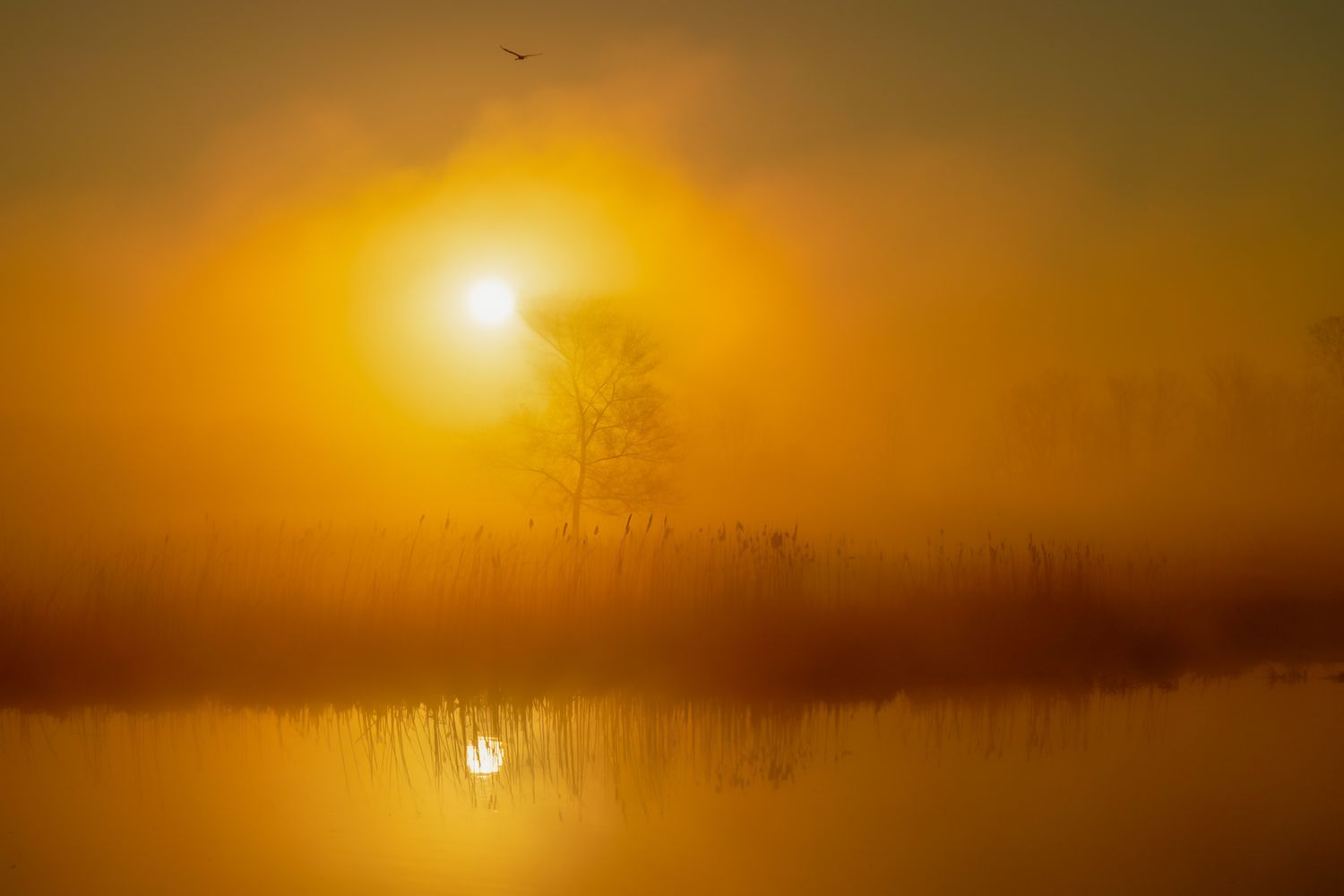 Misty golden sunrise over a tranquil lake with silhouetted reeds and trees reflected in calm water.