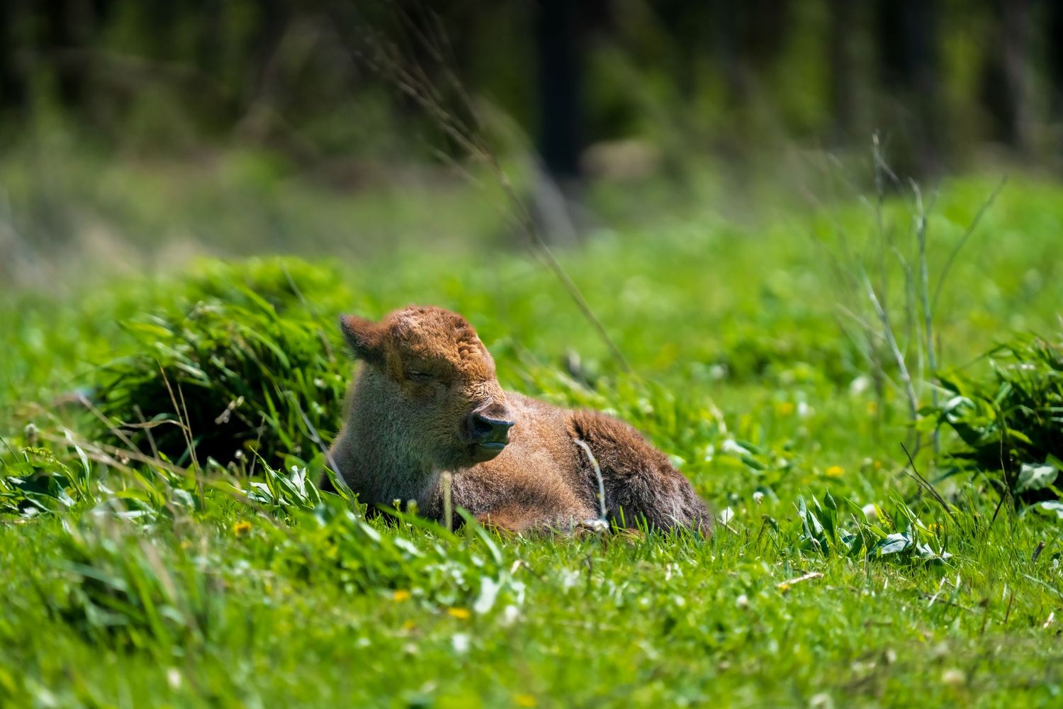 A young bison calf resting in green grass near a forest edge.