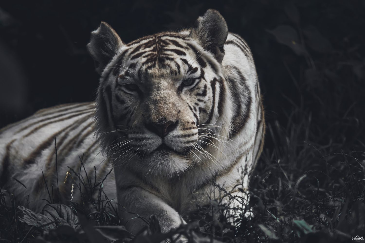 A majestic white Bengal tiger resting in dark foliage in a dramatic low-light photograph.