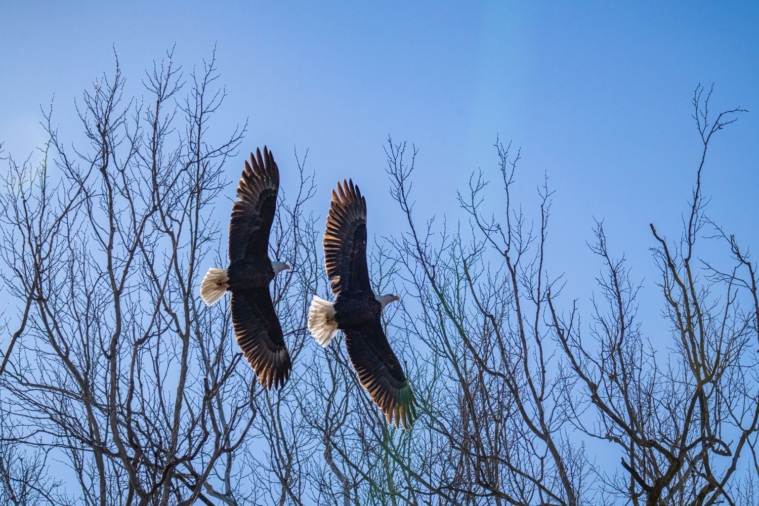 Two bald eagles in flight with wings fully spread over bare winter trees against a clear blue sky.