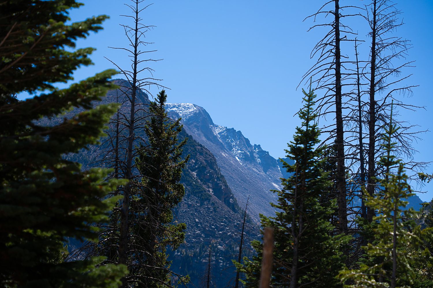 Snow-capped mountain peak framed by tall evergreen and dead trees under a clear blue sky.
