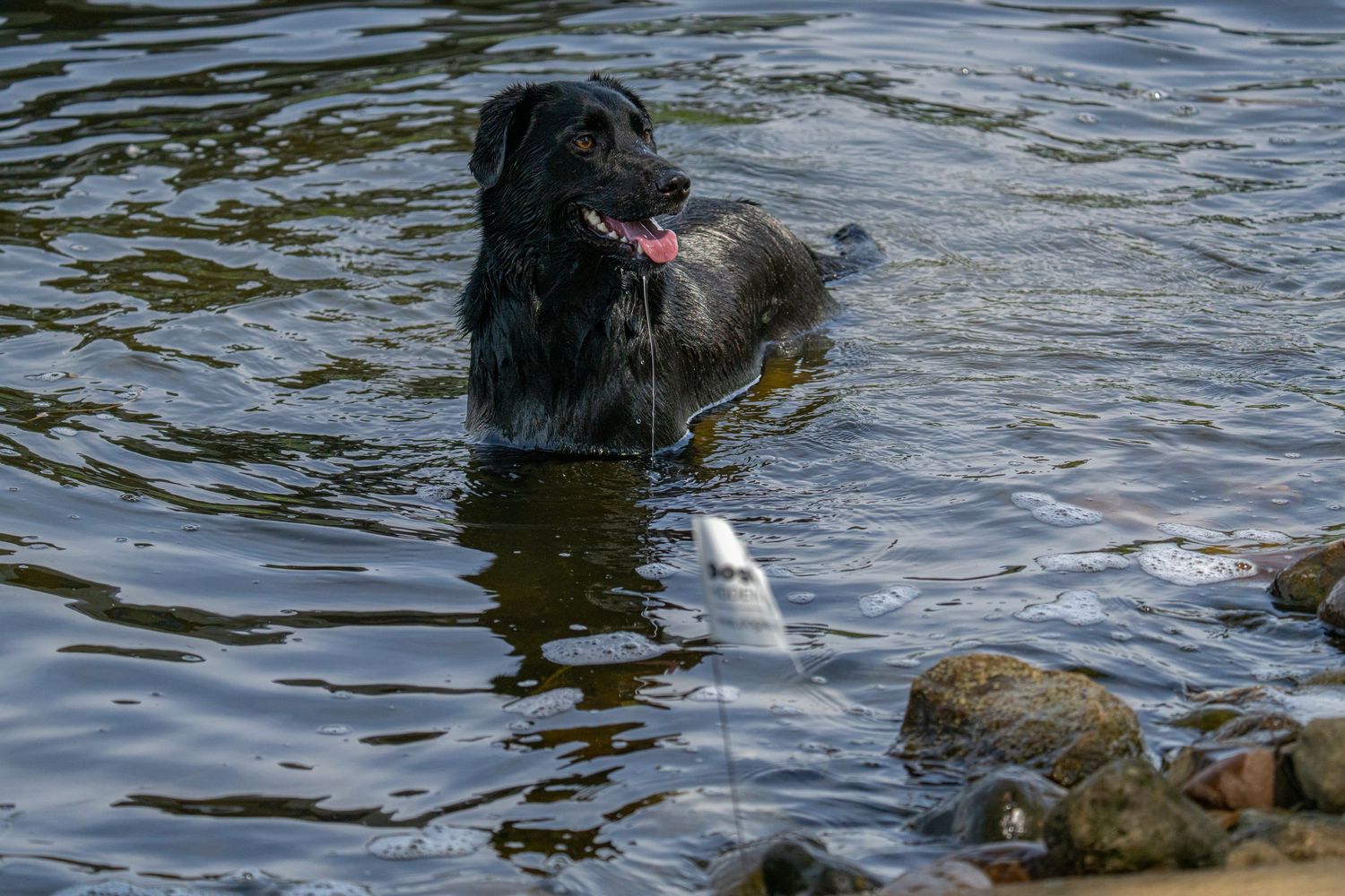 A black Labrador dog splashes in a rocky river with an open mouth, enjoying the cool water.