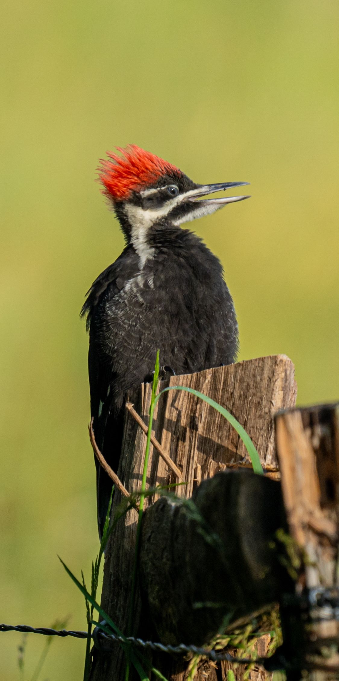 Pileated woodpecker with striking red crest perched on weathered wooden post against green background.