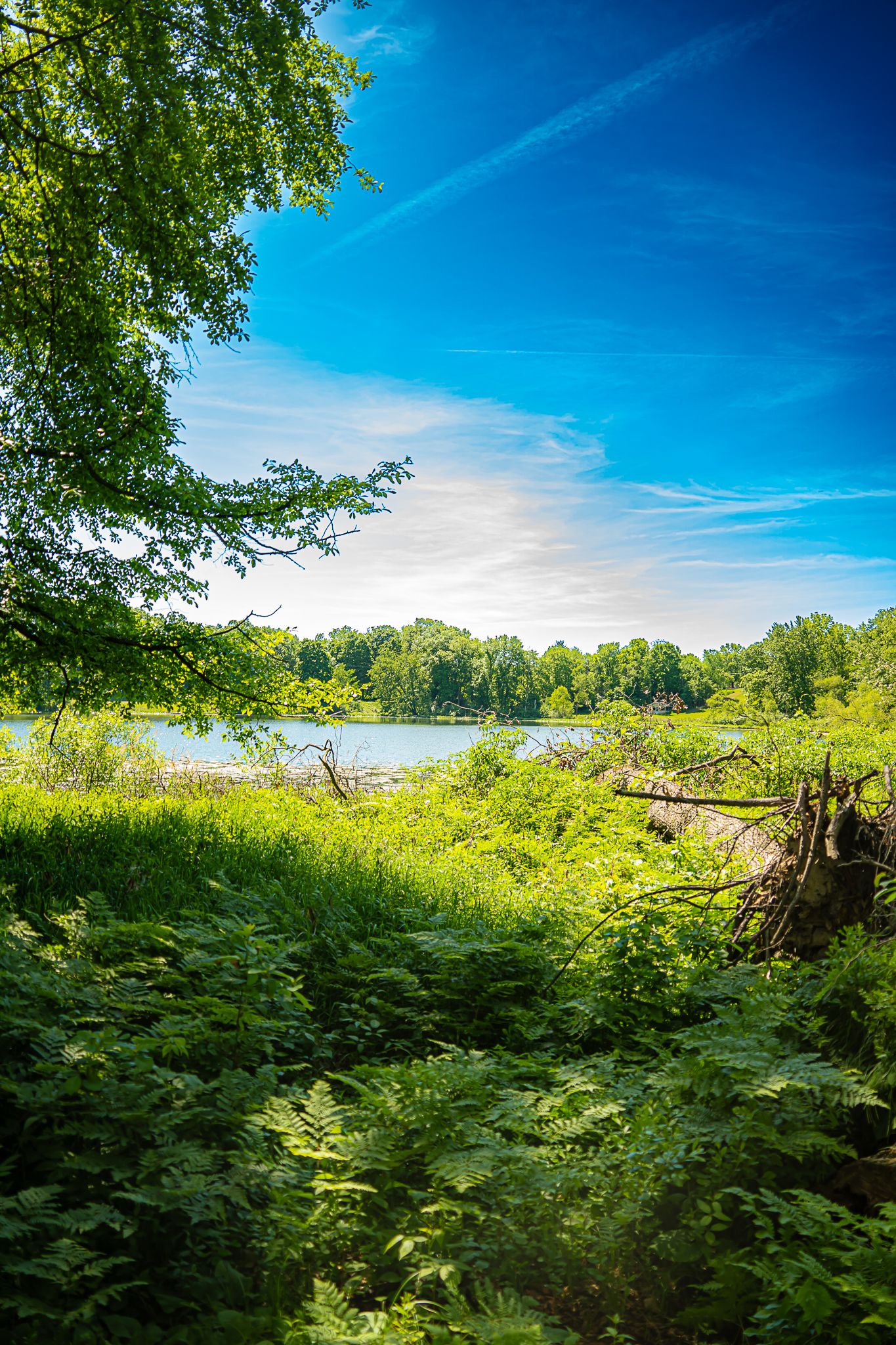 Scenic lakeside view framed by green trees and ferns under a bright blue sky with wispy clouds.