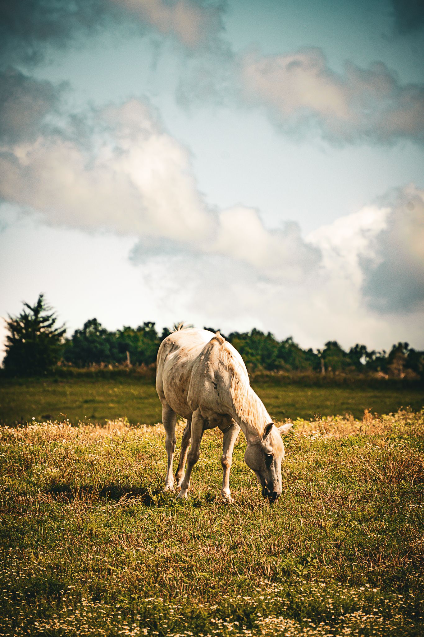 White horse grazing in a green wildflower field under a partly cloudy blue sky.