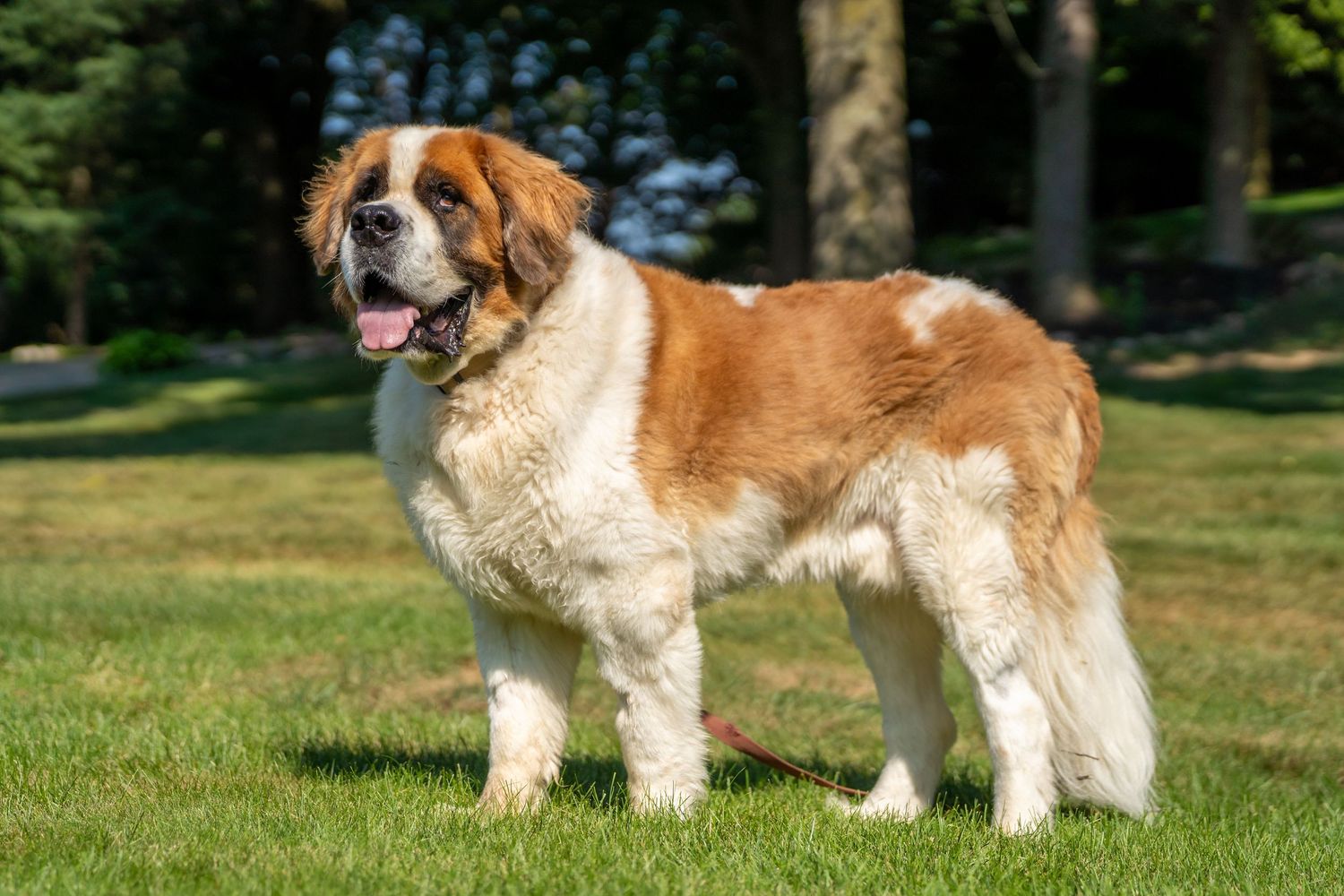Large Saint Bernard dog standing on green grass with tongue out.
