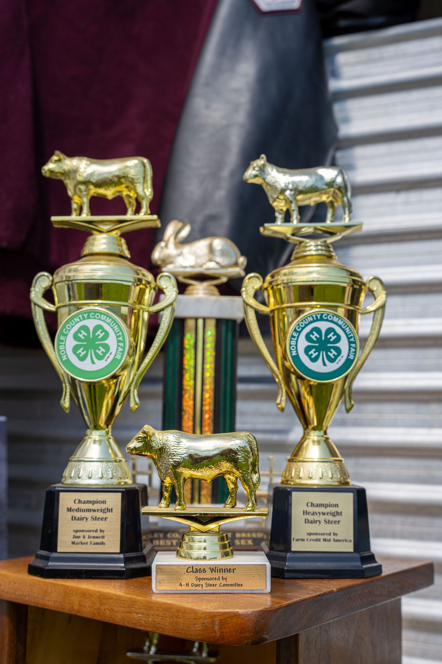 Gold 4-H dairy steer champion trophies with cow figurines on a wooden table.