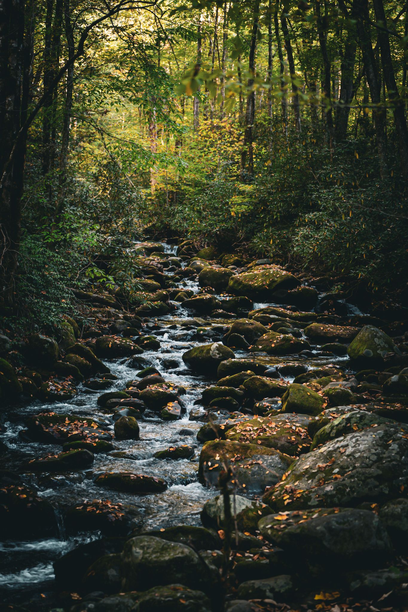 Rocky mountain stream flowing through dark autumn forest with moss-covered boulders and fallen leaves.