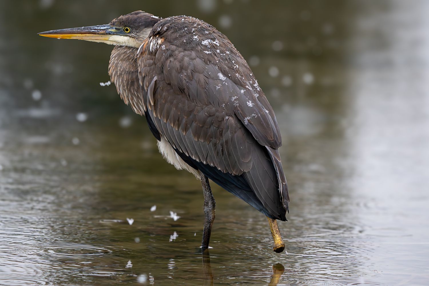 A great blue heron standing in shallow water during rain, its dark feathers glistening with droplets.