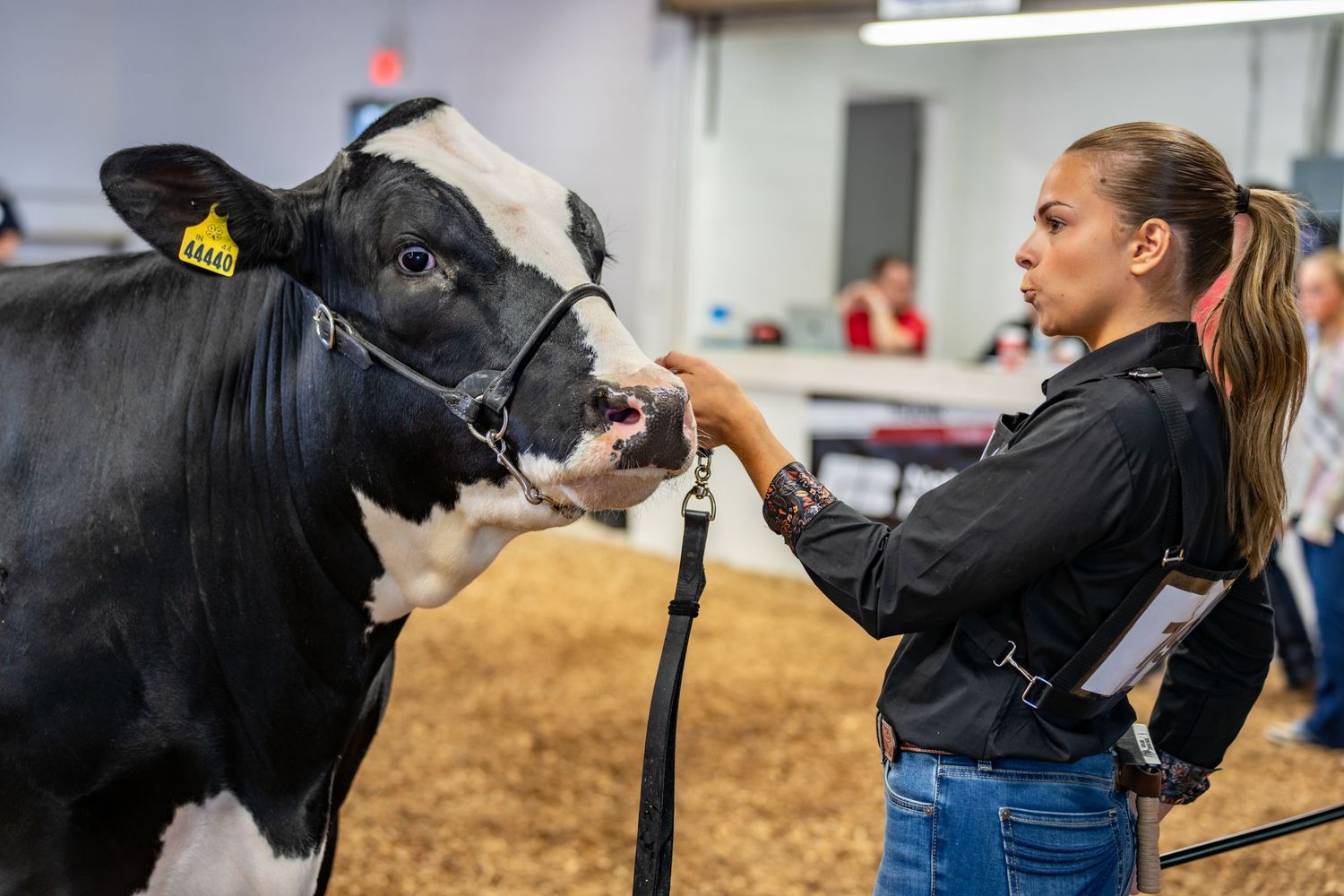 Young woman in black shirt showing a black and white Holstein cow at an indoor livestock competition.