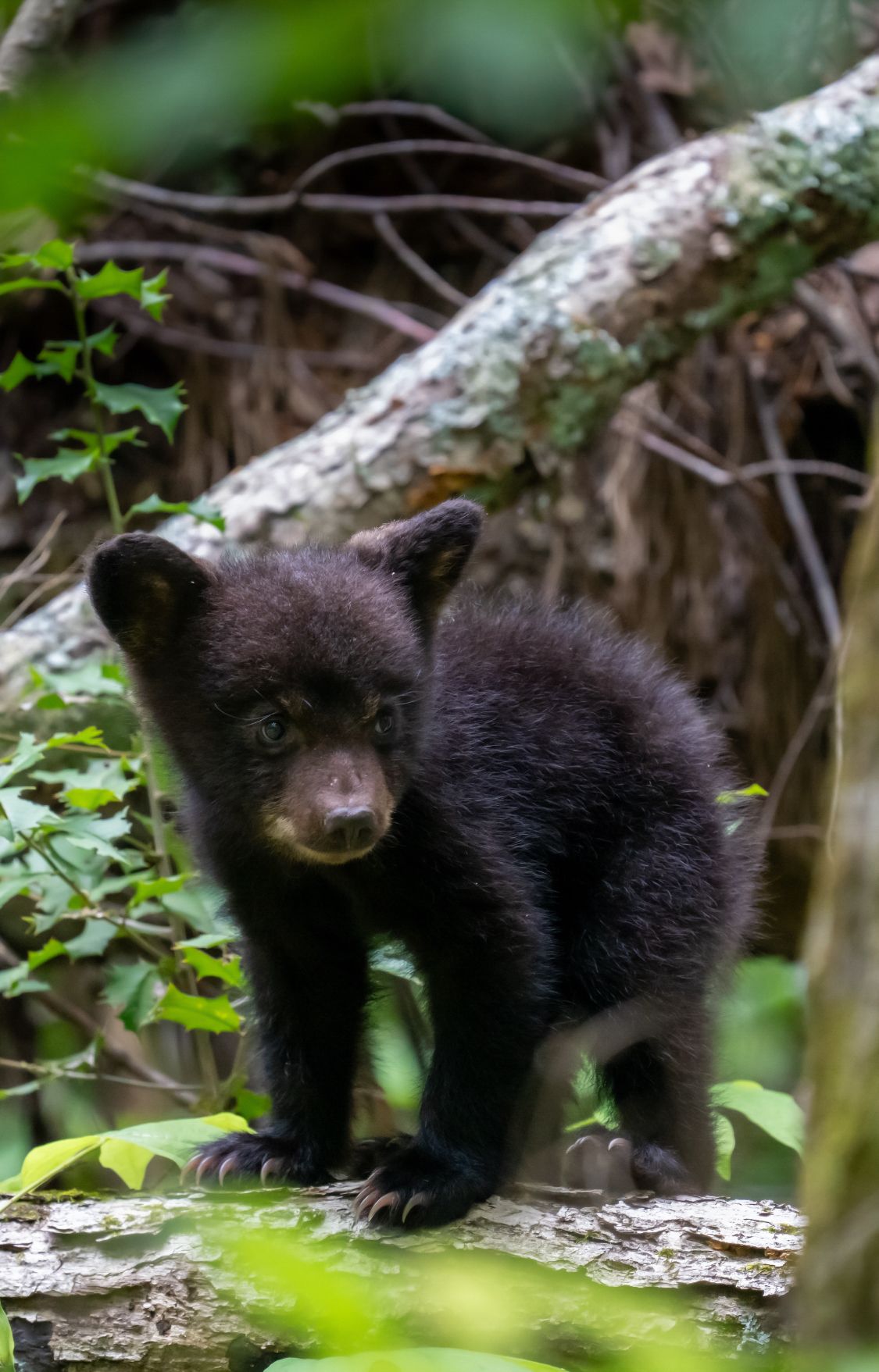 A young black bear cub stands on a mossy log surrounded by lush green forest foliage.