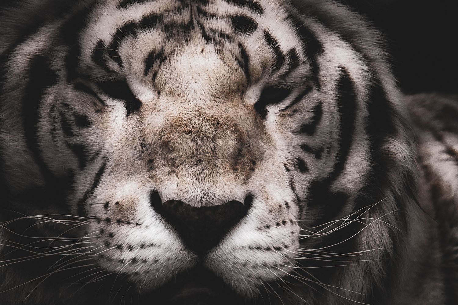 Close-up portrait of a white tiger with striking black stripes in dramatic black and white photography.