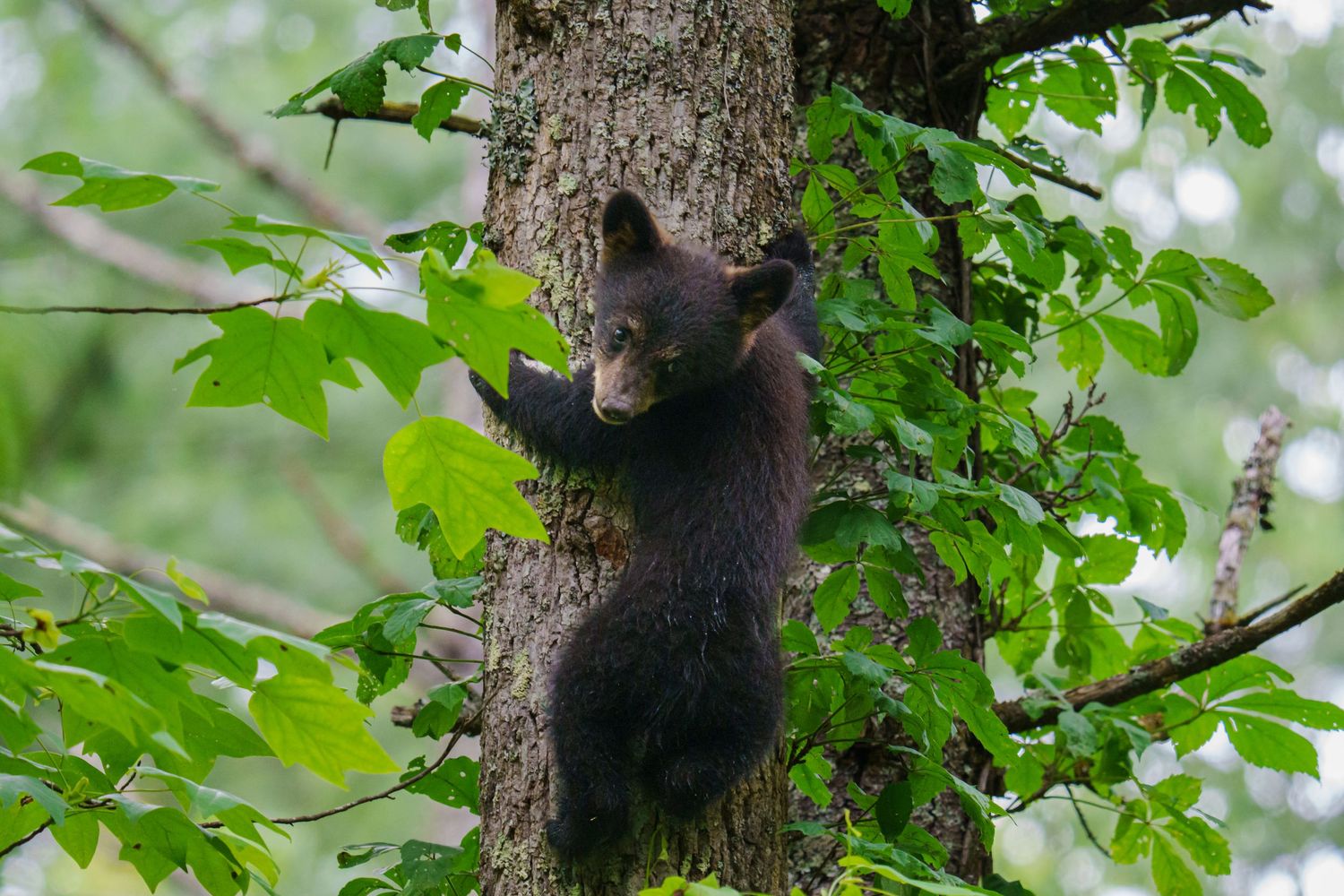 A black bear cub climbs a tree trunk surrounded by green leaves.