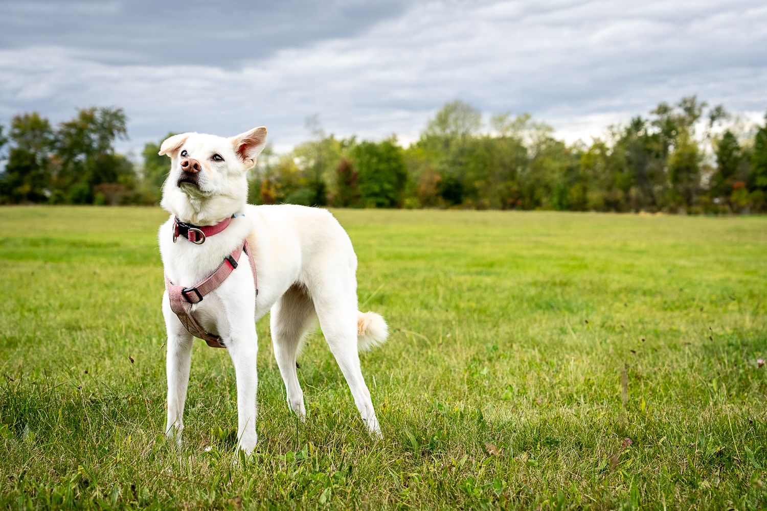 A white dog wearing a red harness stands in an open green field under a cloudy sky.
