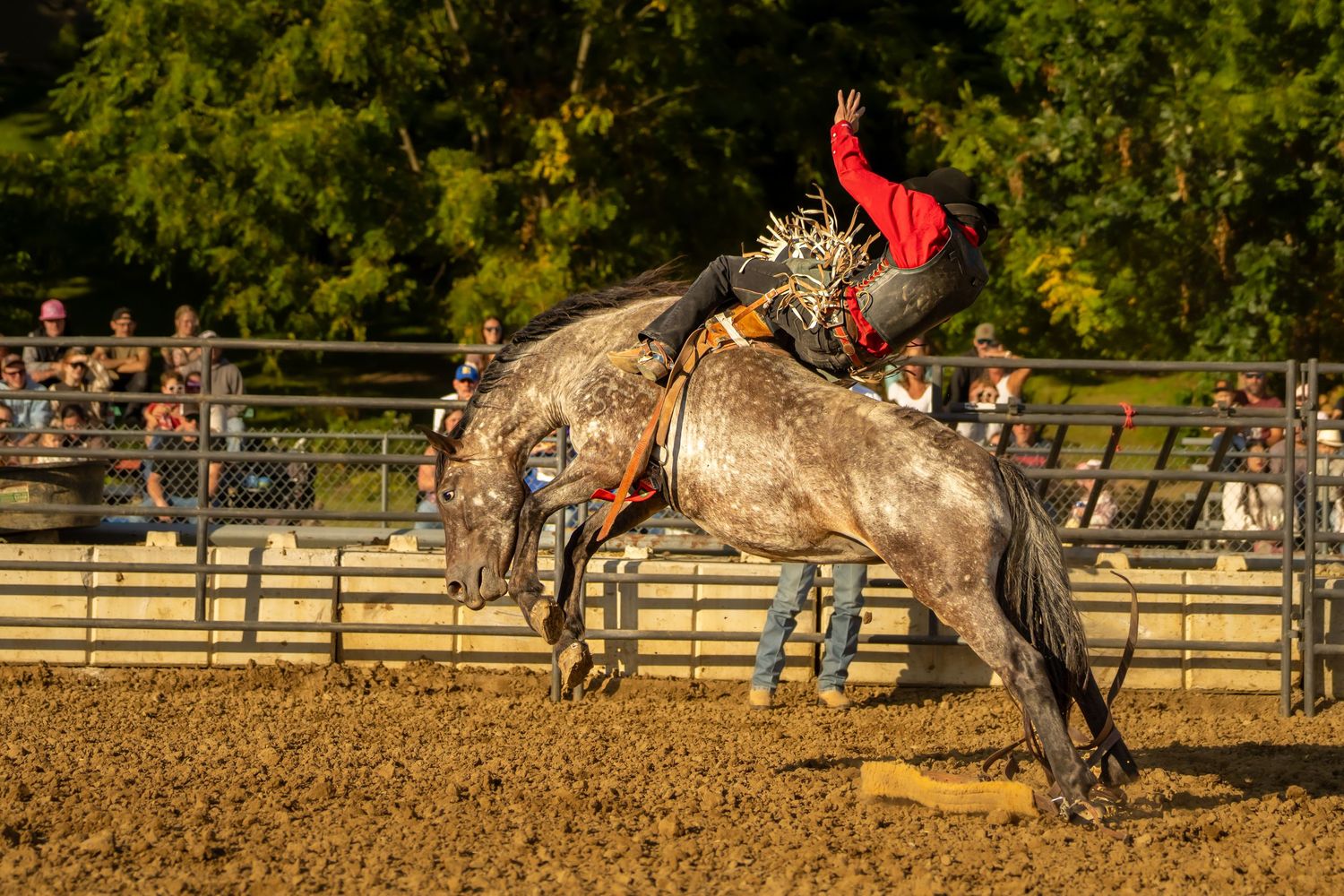 A rodeo rider in red struggles to stay on a bucking dapple gray horse at an outdoor arena.