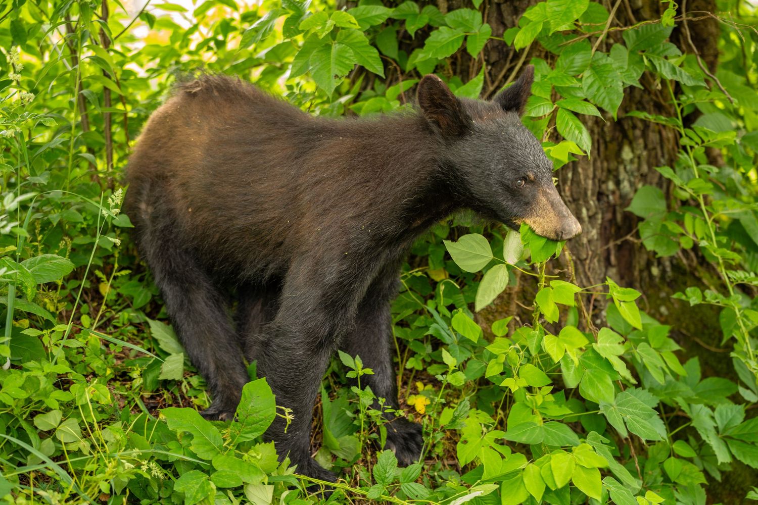 A young black bear cub foraging among lush green foliage and leafy bushes in a forest setting.