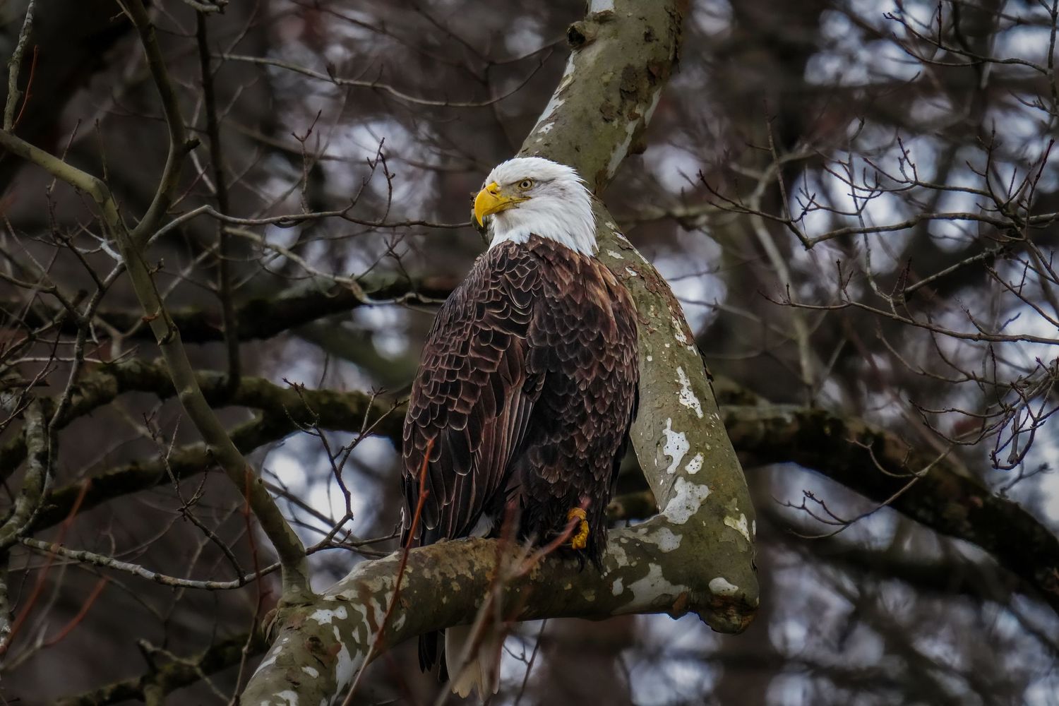 A bald eagle perches on a snow-dusted tree branch in a dark winter forest.