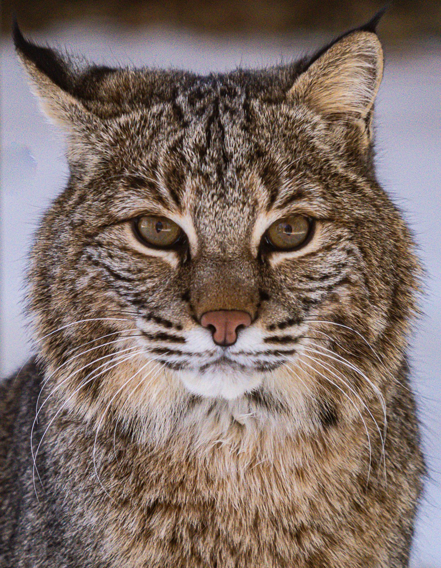 Close-up portrait of a wild bobcat with piercing golden eyes and distinctive spotted fur markings.