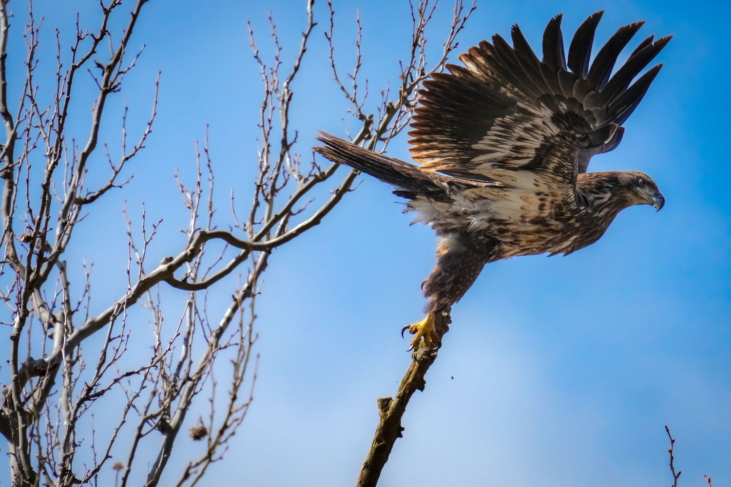 A juvenile bald eagle taking flight from a bare tree branch against a vivid blue sky.