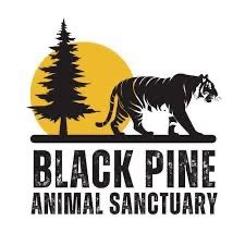 Black Pine Animal Sanctuary logo with a bold tiger silhouette walking past a pine tree against a golden sun.
