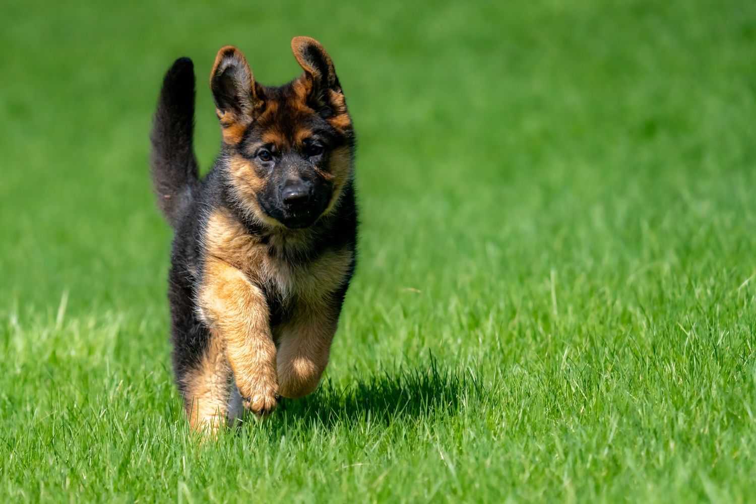A young German Shepherd puppy with floppy ears runs energetically across a bright green grassy field.
