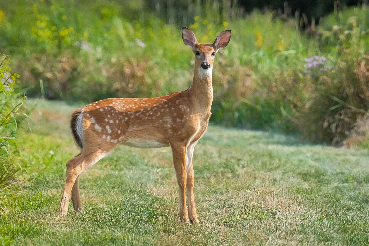 A young white-tailed fawn with spotted coat stands alert in a lush green meadow on a sunny morning.