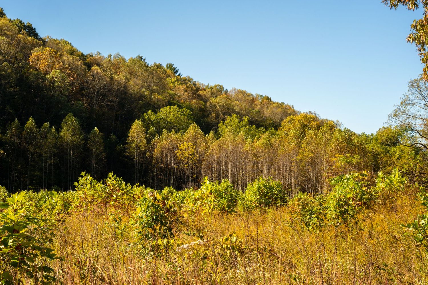 Colorful autumn foliage covering a hillside forest with yellow and green trees under a clear blue sky.