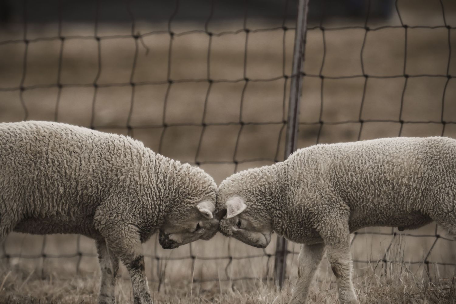 Two white sheep touching noses through a wire fence in a field.