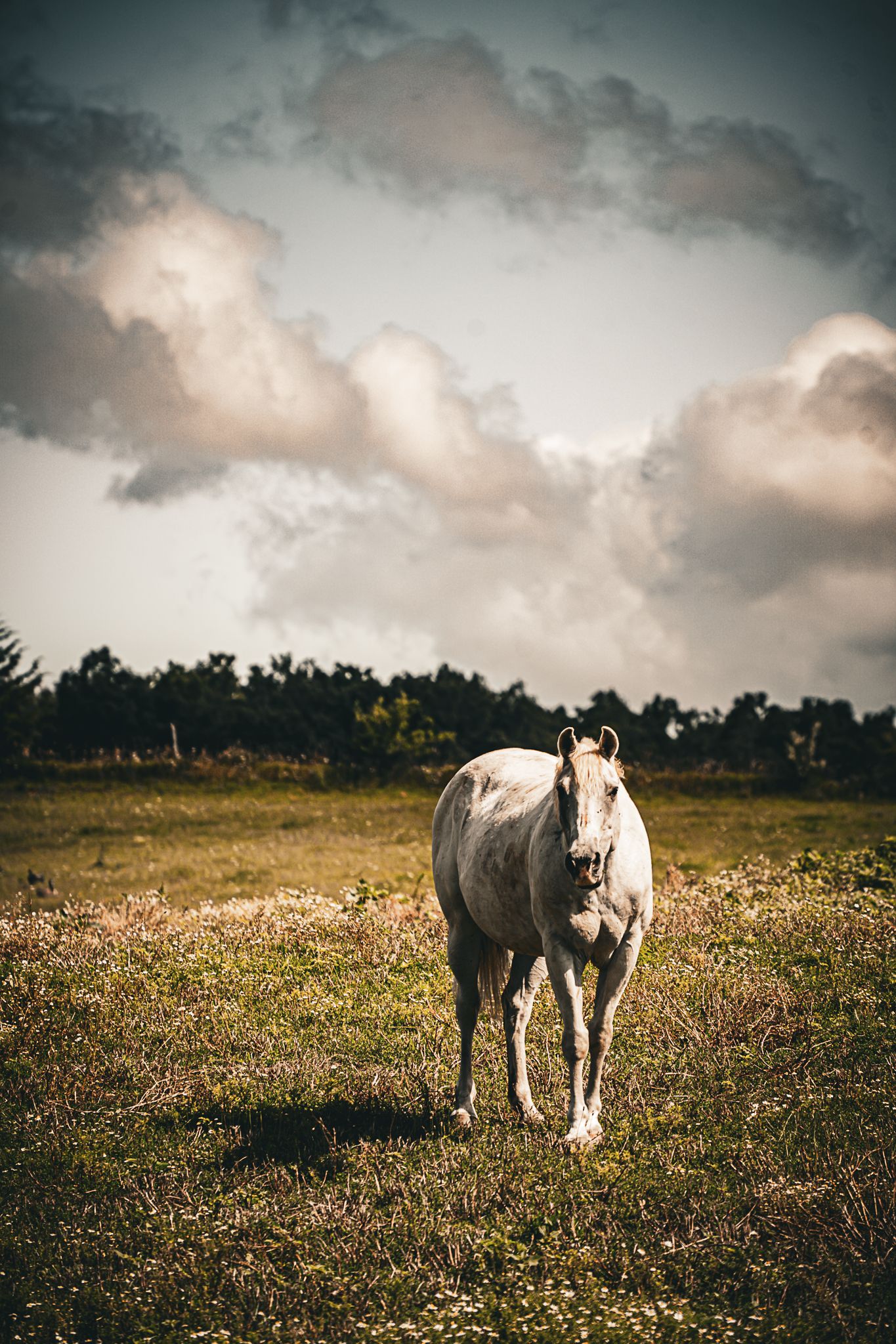 White horse walking toward camera in a green field with trees and dramatic cloudy sky.