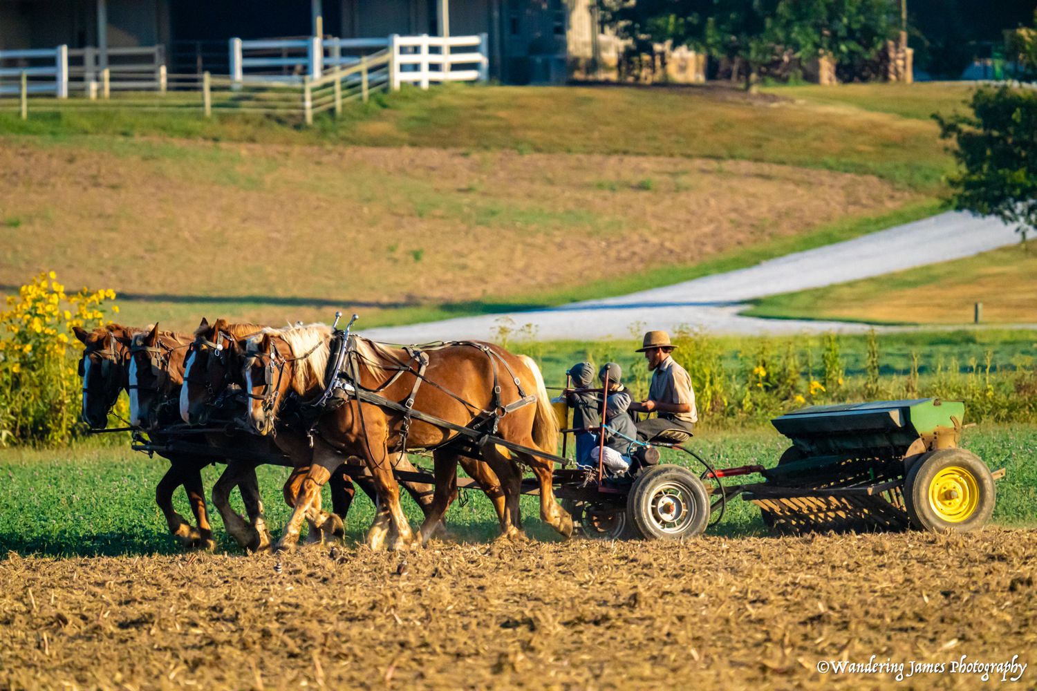 An Amish farmer uses a team of horses to plow a field at sunset.