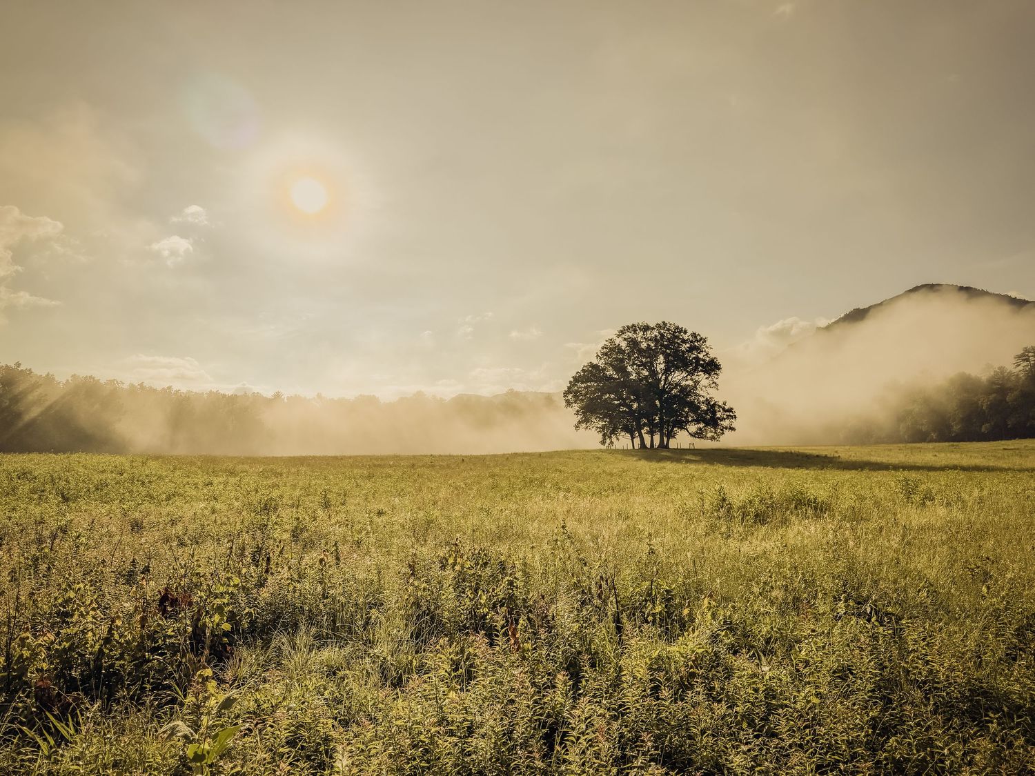 Solitary tree stands in misty golden meadow with mountain backdrop under hazy morning sunlight.