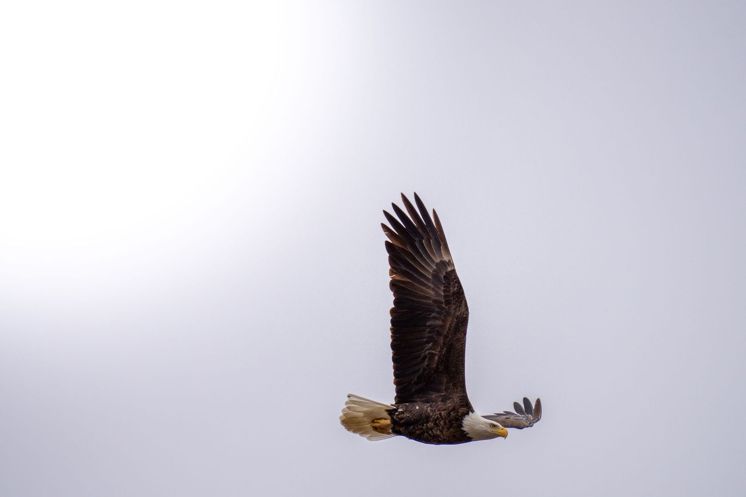 A bald eagle soars majestically against a bright white sky with wings fully extended.