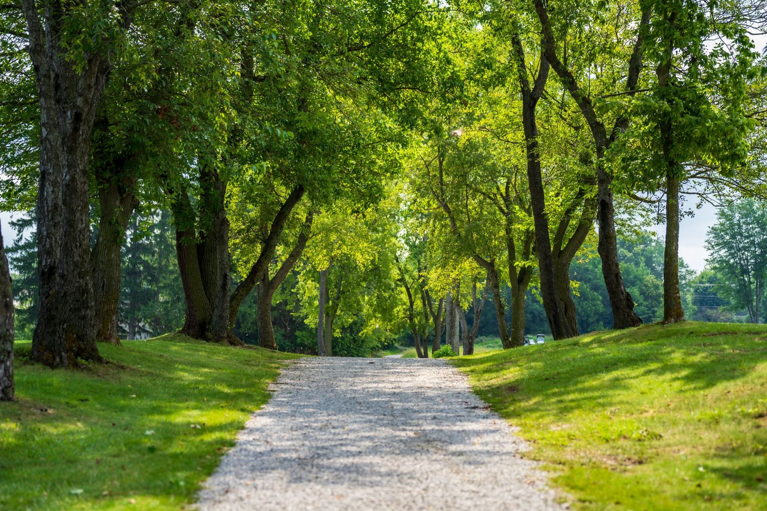 A serene tree-lined gravel path through a lush green park on a bright sunny day.