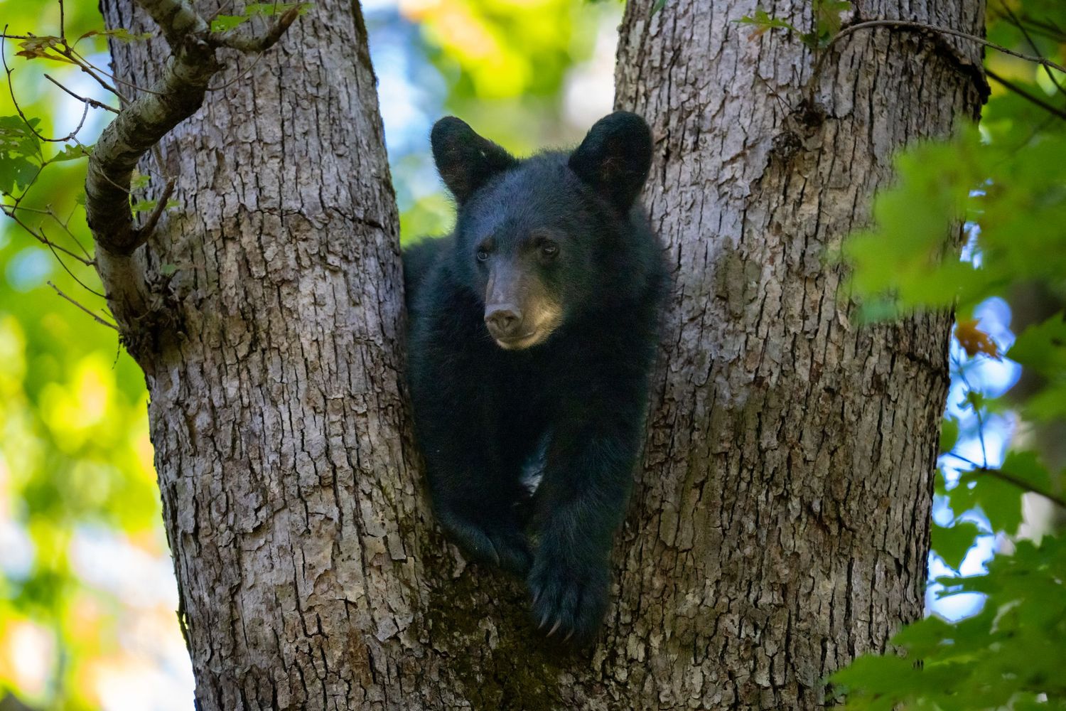 A young black bear cub perches in a tree surrounded by lush foliage.