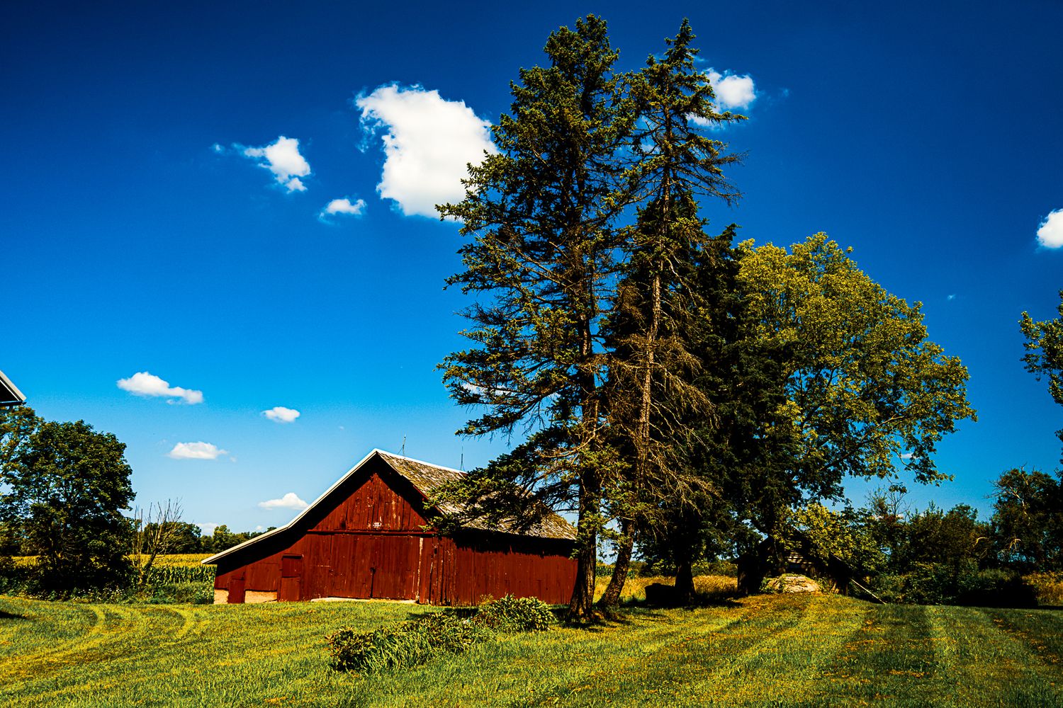 A classic red barn stands beside tall pine trees in an open green field under a bright blue sky.