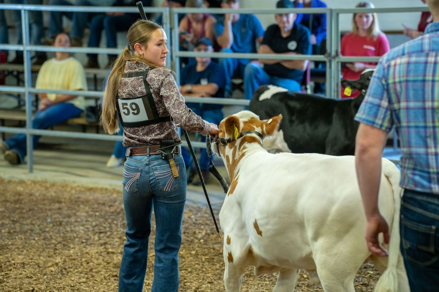 Young girl wearing number 59 leads a brown and white cow at a livestock competition.