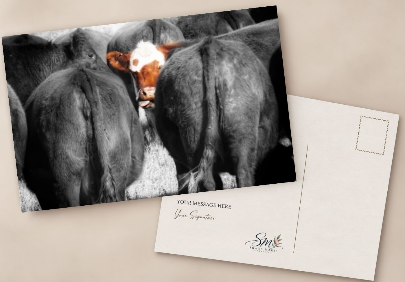 Custom postcard featuring a color-pop photo of a Hereford cow among black and white cattle, with blank message area on reverse.