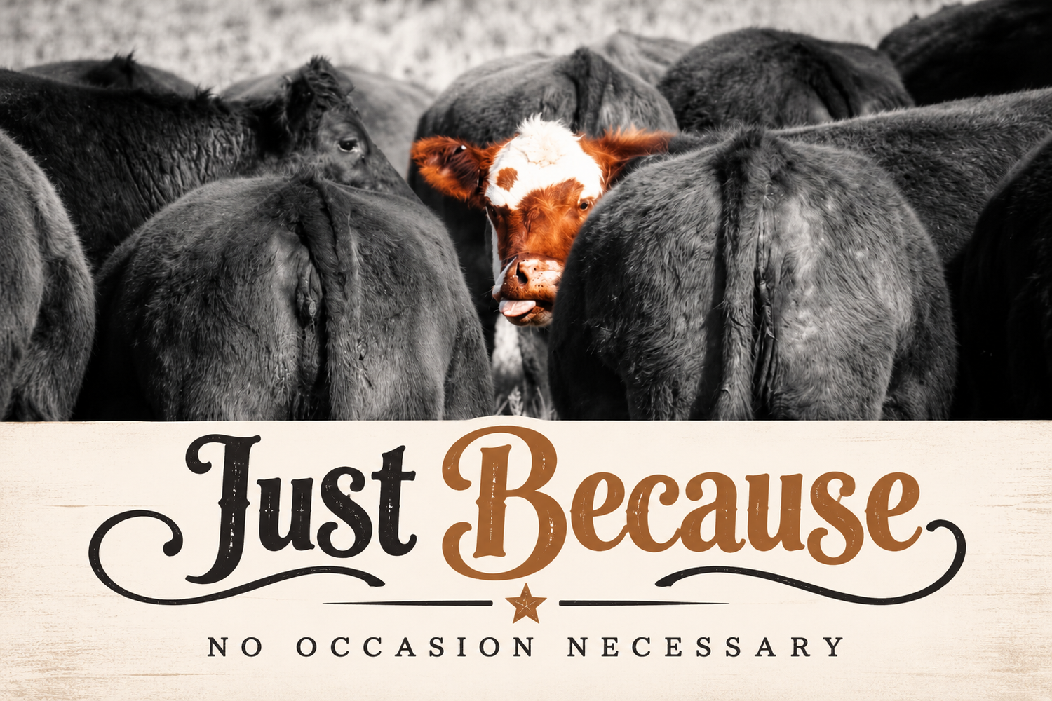 Black and white cows with one Hereford standing out in a herd, overlaid with Just Because No Occasion Necessary text.