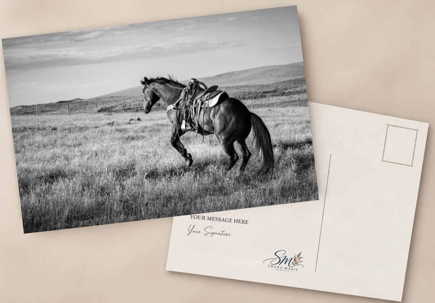Black and white postcard featuring two wild horses rearing up in a grassy field, with a customizable message area on the back.