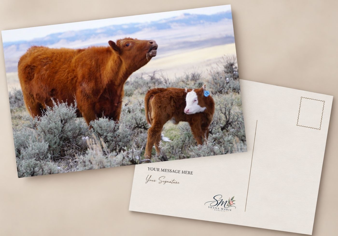 Postcard featuring a brown Highland cow and white-faced calf in a sagebrush landscape, with a blank message back.