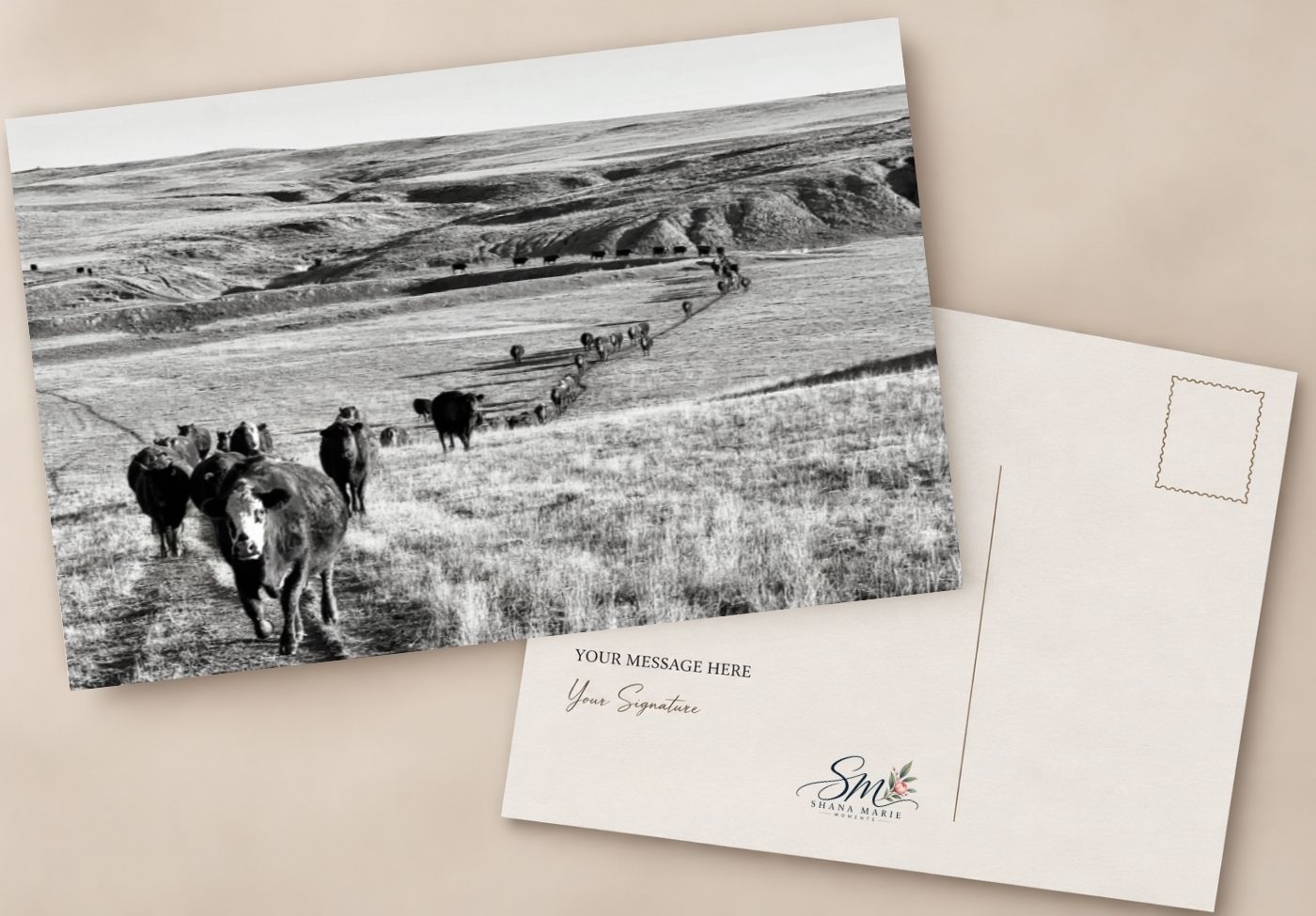 Black and white postcard featuring cattle grazing on rolling prairie hills with a scenic landscape backdrop.
