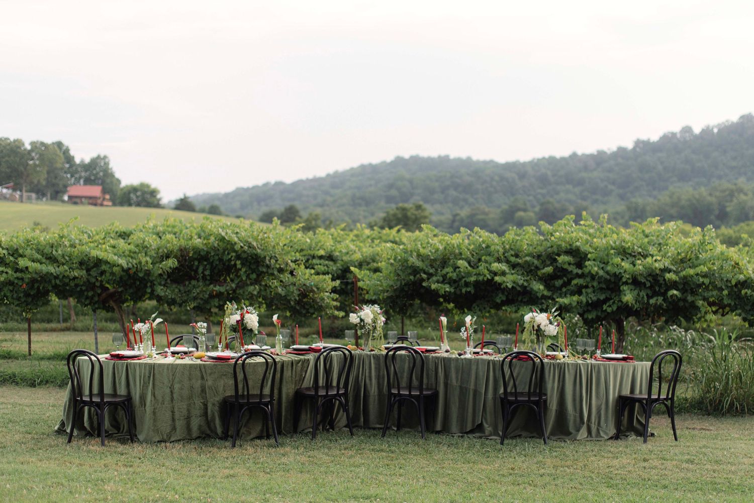 A panoramic view of vineyard rows stretching across rolling hills with a distant mountain backdrop.