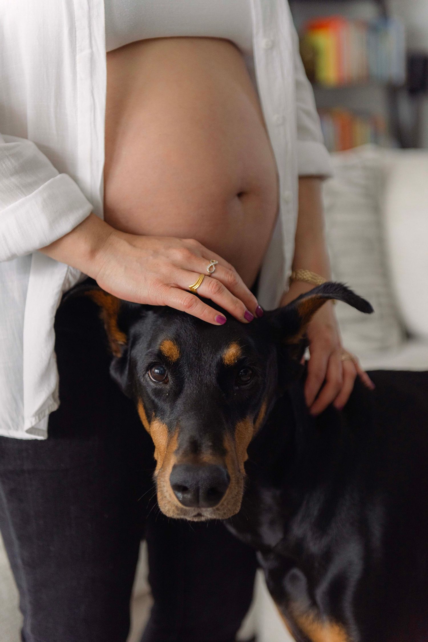 A Doberman dog being petted while standing next to someone wearing a white shirt and showing a ring on their hand.