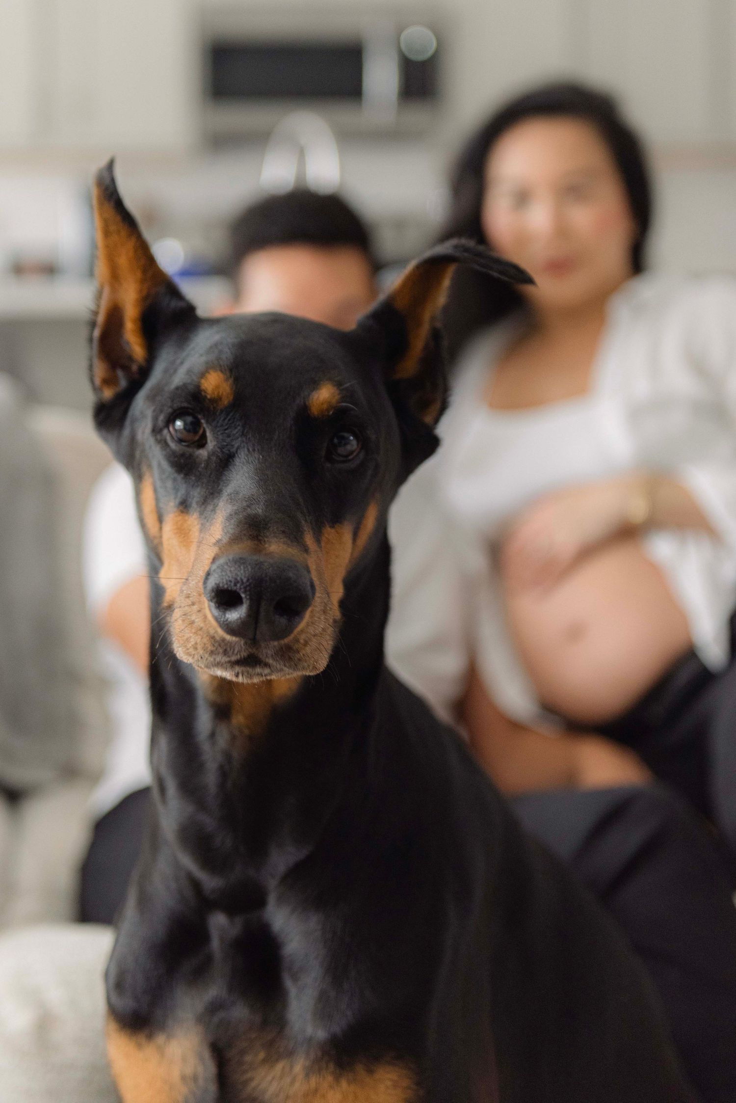 A series of close-up portraits showing different angles of a black and tan miniature pinscher dog's face.