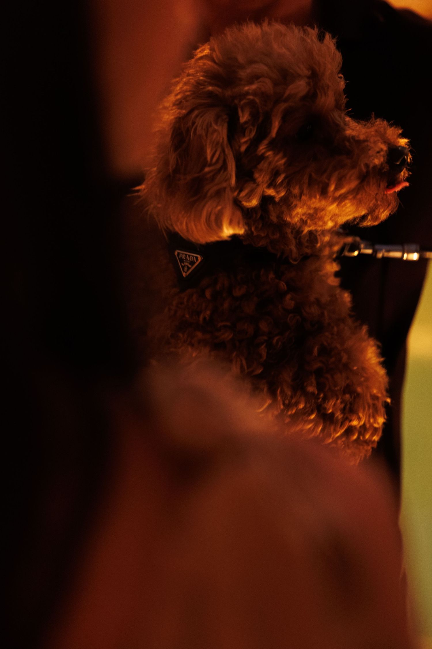 Close-up of curly hair texture backlit with warm ambient lighting.