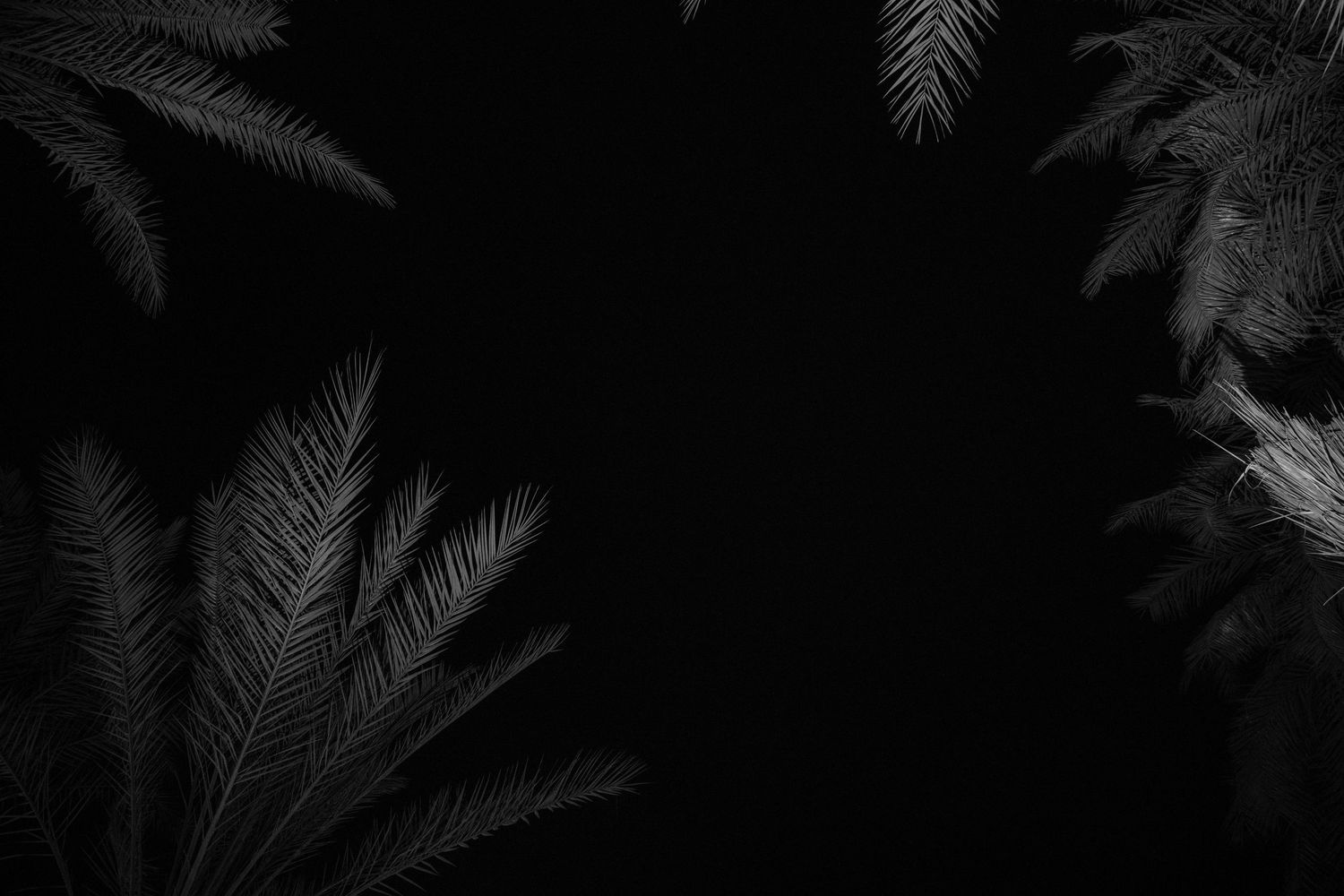 Dark silhouettes of palm fronds against a black background creating a tropical atmosphere.