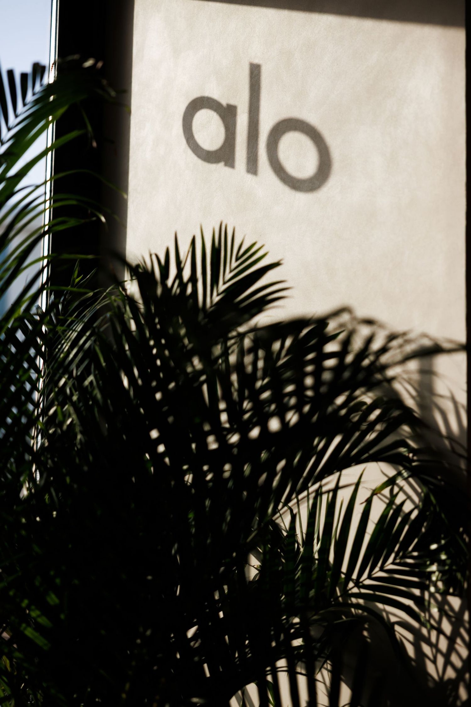 Palm frond shadows cast against white wall with 'alo' branding in natural light.