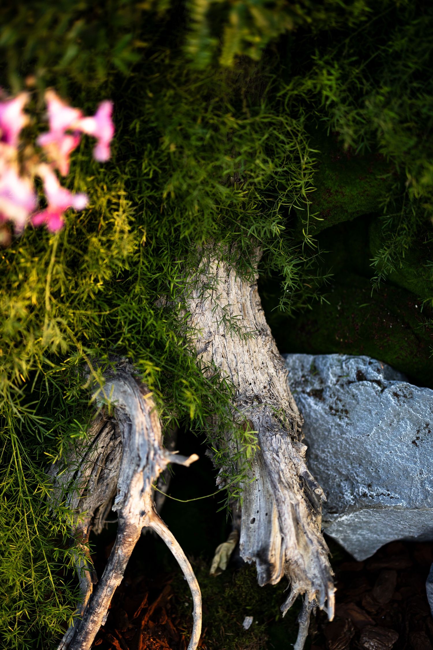 Close-up view of a weathered tree stump with exposed roots against dark rocks and green foliage in the background.